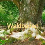 Waldbaden: Kraft tanken in der Natur, uralte Eiche