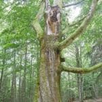 Waldbaden, uralte Buche mit gedrehter Rinde, Rechtssdrehung