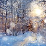 Rauhnächte Wald, geführte Meditationen mit Sylvia Harke